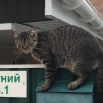 Как предугадать потребности и поведение домашних питомцев