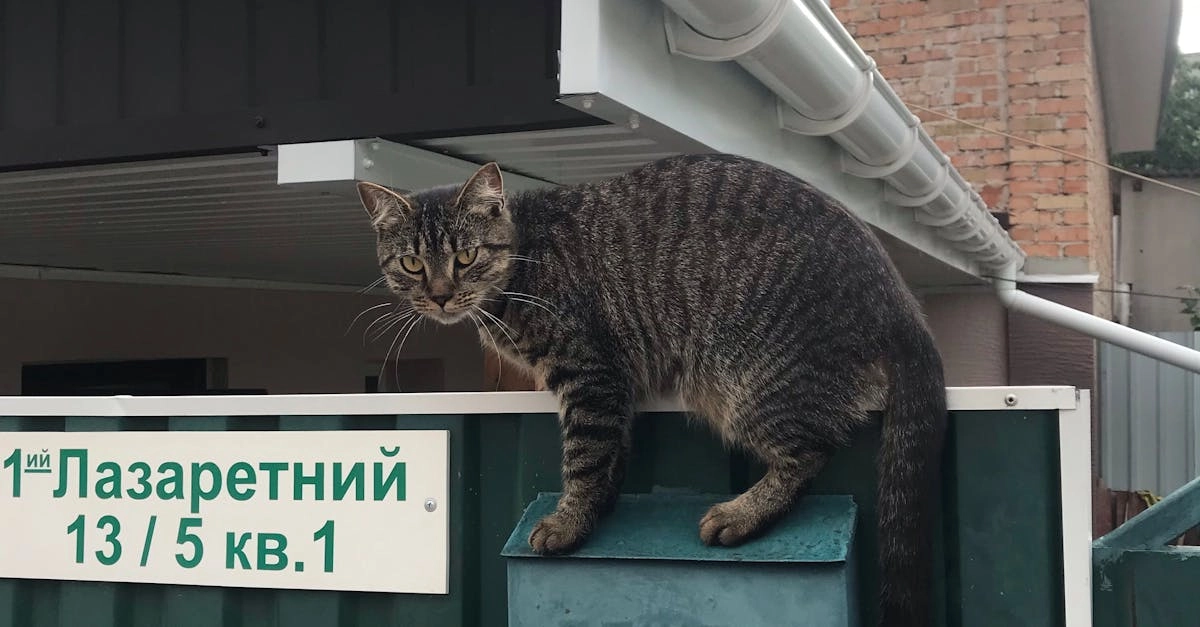 Как предугадать потребности и поведение домашних питомцев