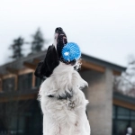 Виртуальные собаки разных пород в игровом формате