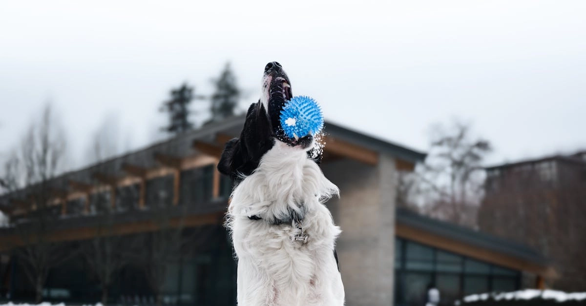 Виртуальные собаки разных пород в игровом формате