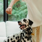 Владелец с домашним питомцем планирует досуг дома