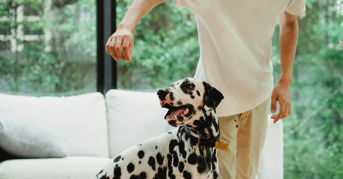 Владелец с домашним питомцем планирует досуг дома