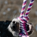 Игровые активности для умственного развития домашних питомцев