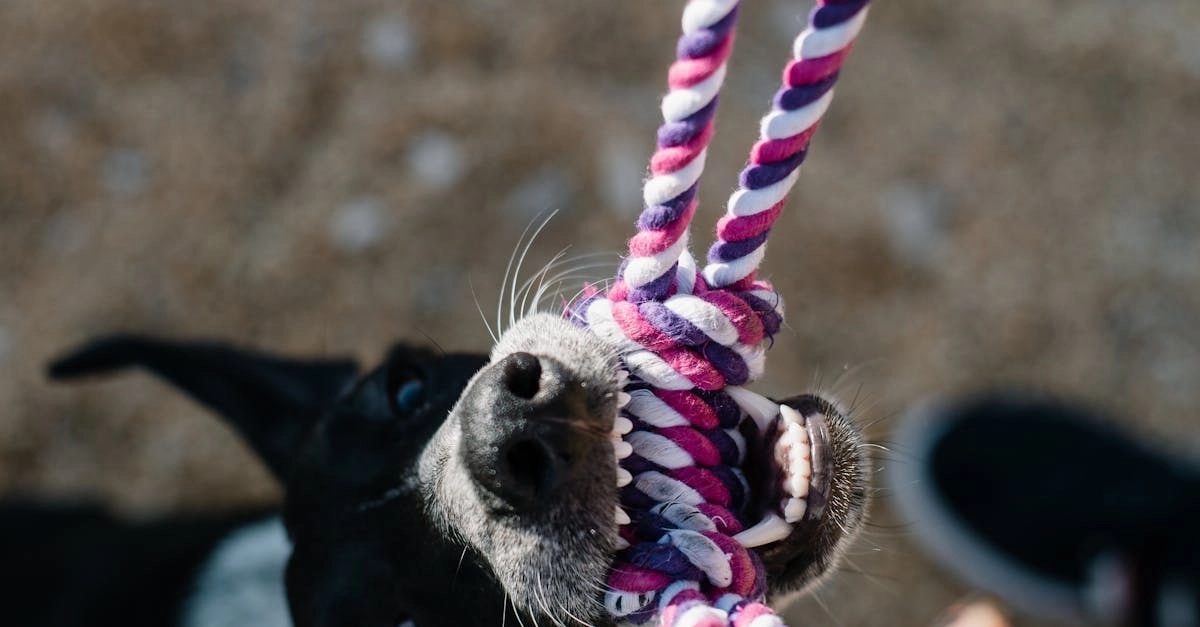 Игровые активности для умственного развития домашних питомцев