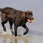 Владелец питомца играет в онлайн казино рядом с домашним животным